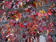 autumn on the wall