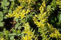 20200625 9249CPw [D~LIP] Mauerpfeffer (Sedum acre) [Fetthenne], Bad Salzuflen