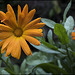 Calendula Officinalis a Bruguera