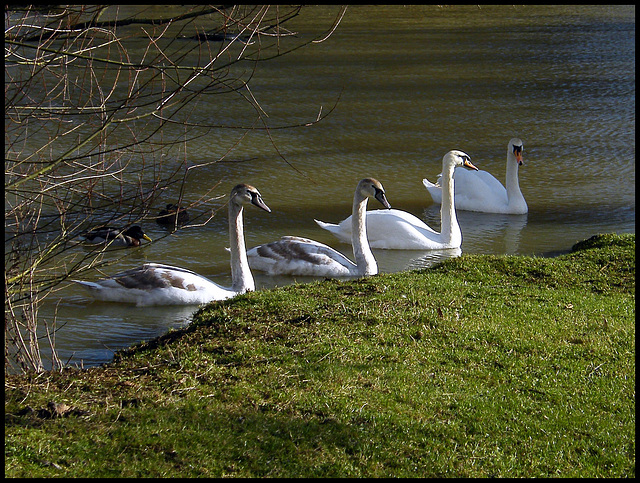 swan line-up