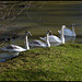 swan line-up