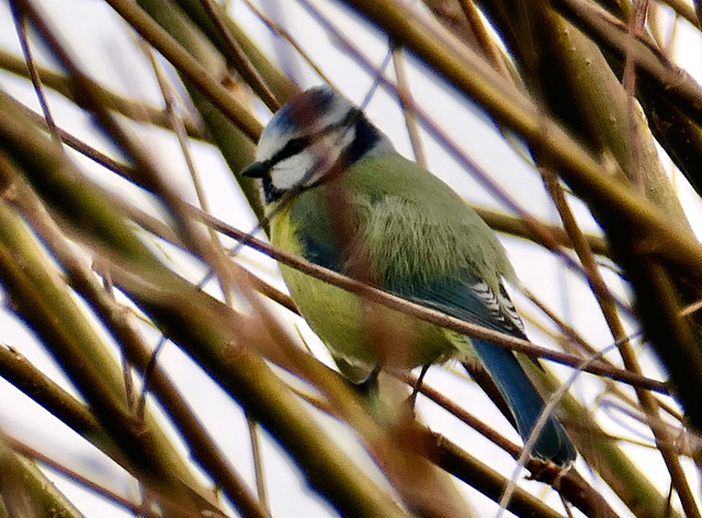 Im Geäst versteckt hat sich diese kleine Blaumeise