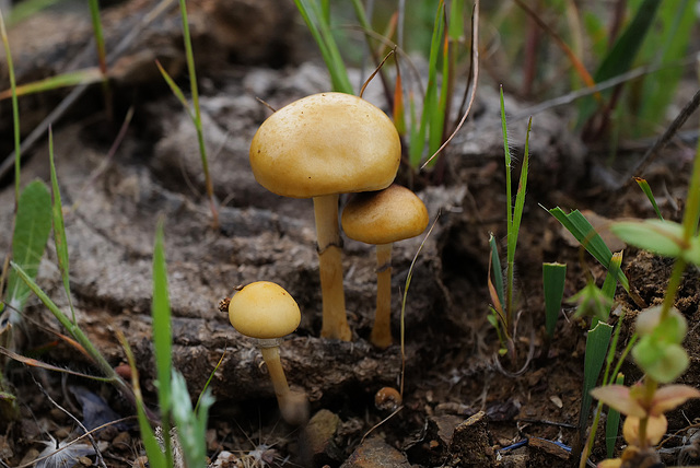 Protostropharia semiglobata on cow poo in Penedos