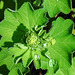 20230522 0202CPw [D~LIP] Samt-Frauenmantel (Alchemilia mollis), Bad Salzuflen