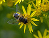 "Blind bee " on Senecio