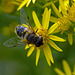 "Blind bee " on Senecio