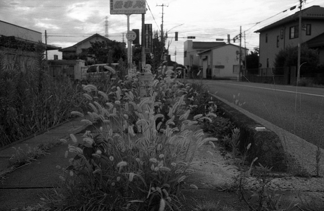 Weeds in the sidewalk