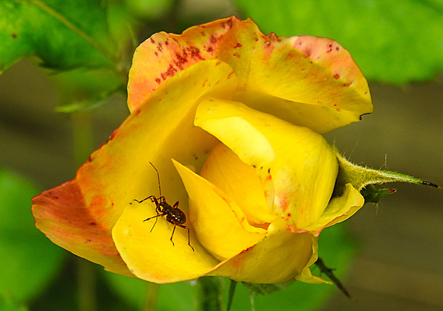 20240601 0223CPw [D~LIP] Rose (Rosa 'Lemon Fizz'), Langhorn-Buschräuber (Himacerus apterus), BS