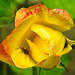 20240601 0223CPw [D~LIP] Rose (Rosa 'Lemon Fizz'), Langhorn-Buschräuber (Himacerus apterus), BS