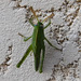 Criquet sur le mur***********