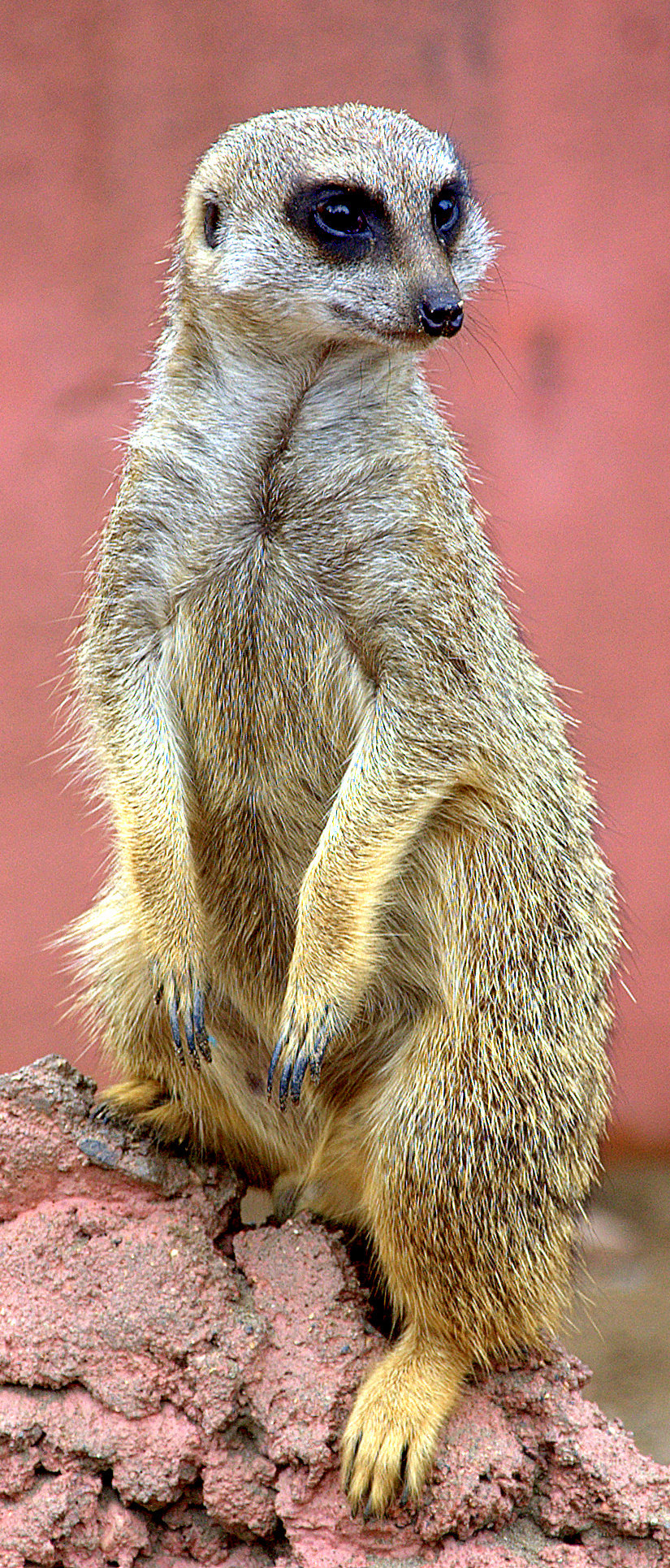 Meerkat