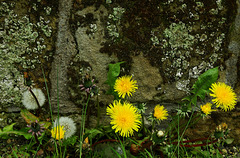 On The City Wall. Newcastle