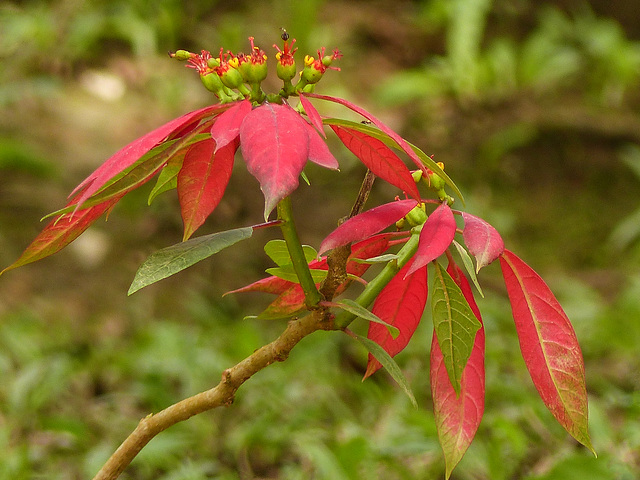 Poinsettia, on way to Brasso Seco