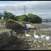 swans by the causeway