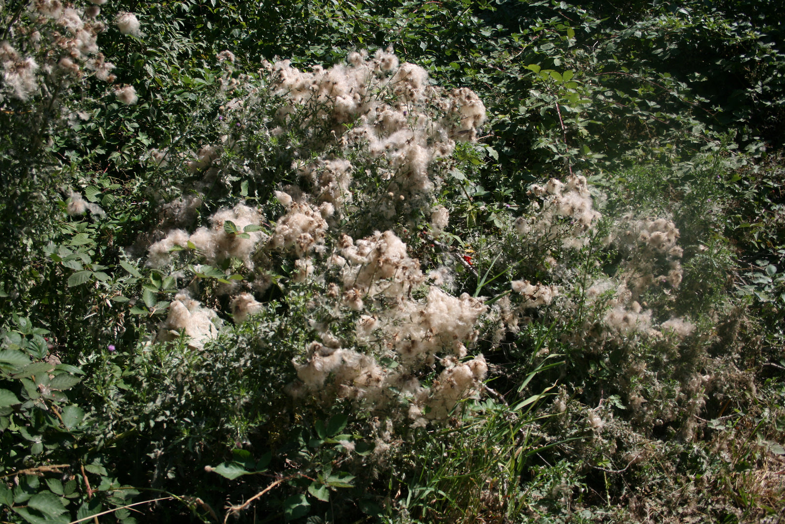 Thistledown