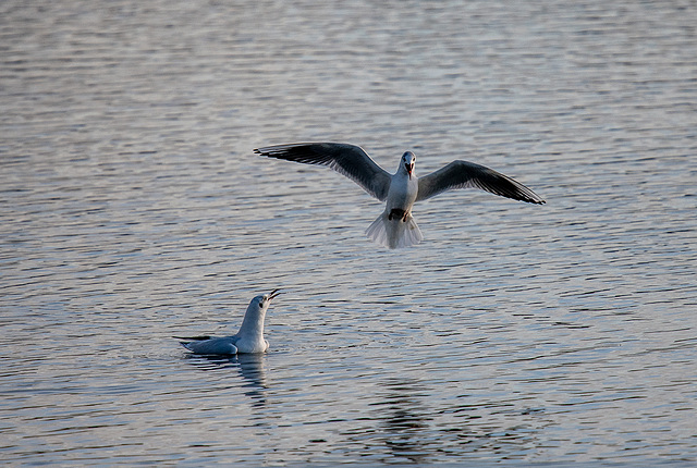 Gulls at Burton Wetlands