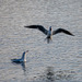 Gulls at Burton Wetlands