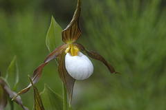 Mountain Lady's Slipper