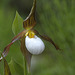 Mountain Lady's Slipper