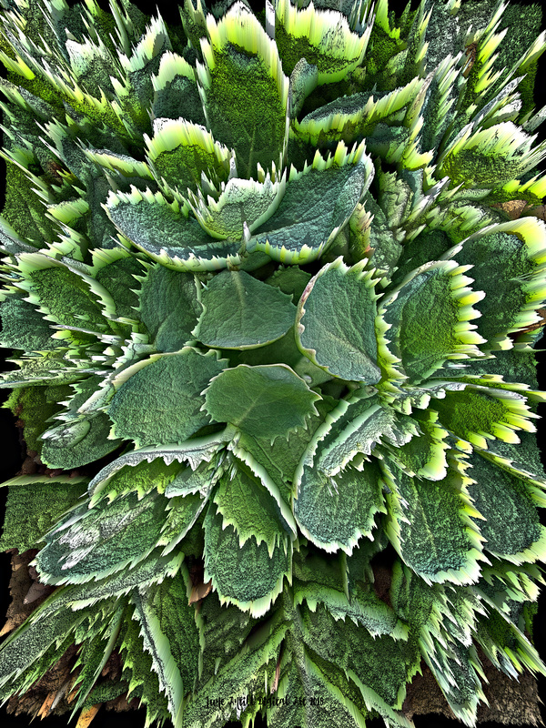 A prickly sedum ;-)