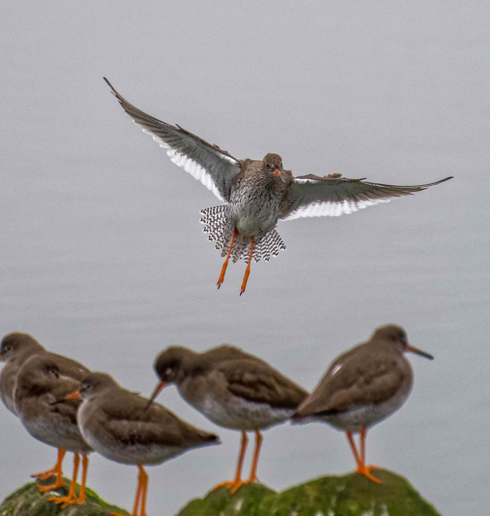 Redshank in flight 1