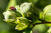 20150828 8630VRAw [D~RI] Roseneibisch (Hibiscus), Feuerwanze, Rinteln