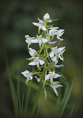 Orchis verdatre