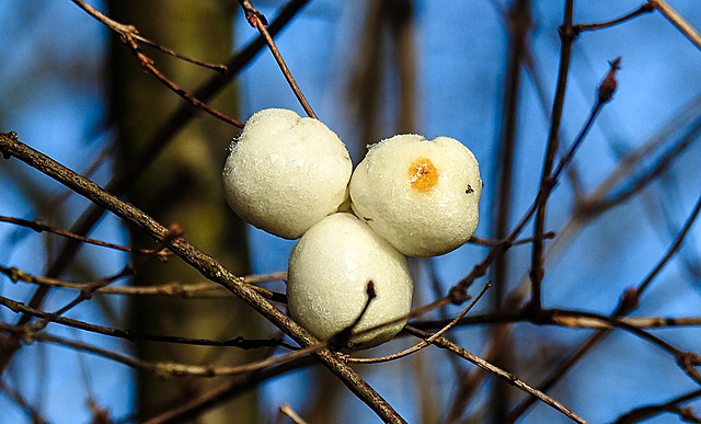 20210131 9898CPw [D~LIP] Schneebeere (Symphoricarpus albus) [Knallerbse], Bad Salzuflen