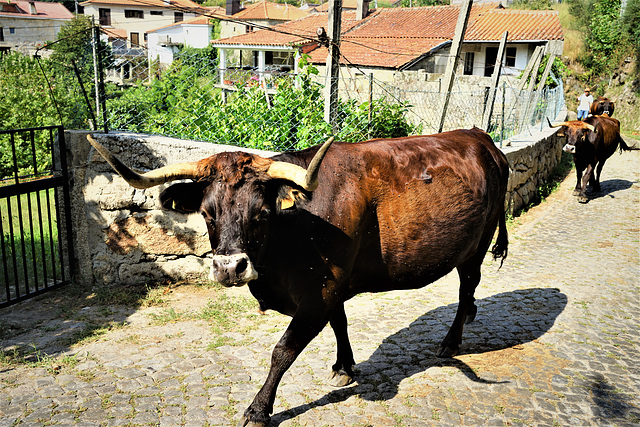 Les vaches du village