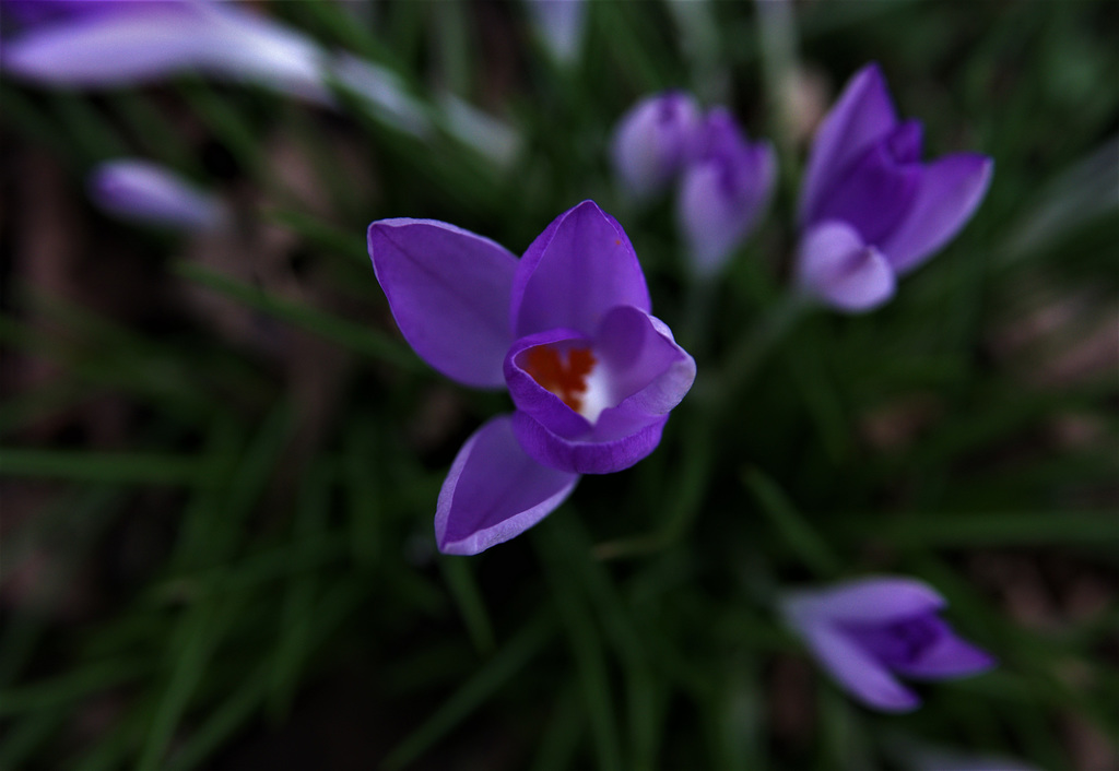Fleeting Glimpses