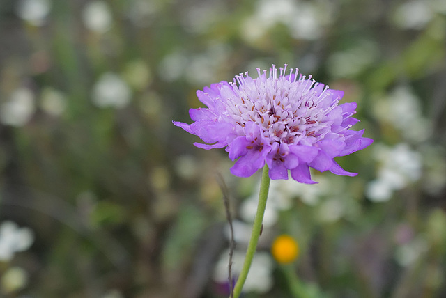 Scabiosa atropurpurea,  Penedos