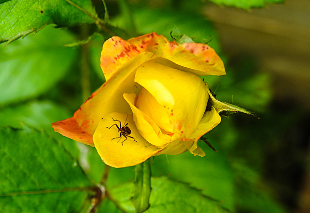 20240601 0224CPw [D~LIP] Rose (Rosa 'Lemon Fizz'), Langhorn-Buschräuber (Himacerus apterus), BS