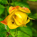 20240601 0224CPw [D~LIP] Rose (Rosa 'Lemon Fizz'), Langhorn-Buschräuber (Himacerus apterus), BS