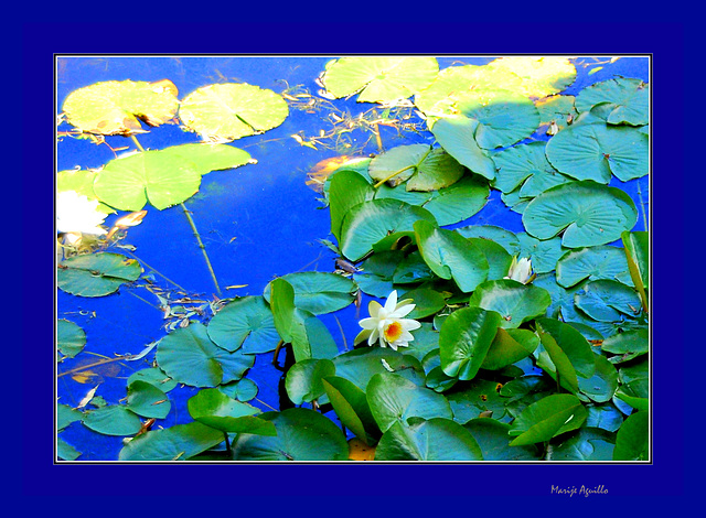 Nenúfares en azul