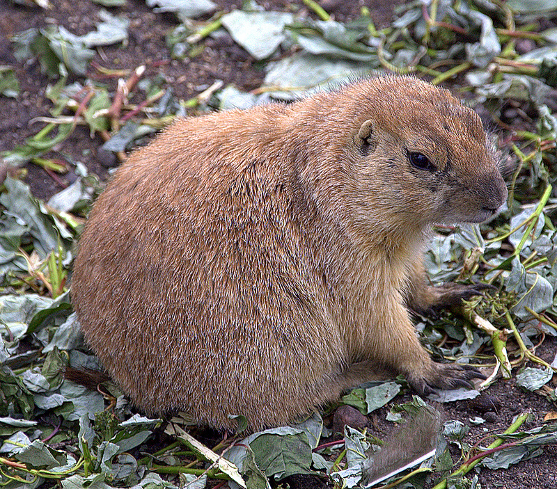 Prairie Dog