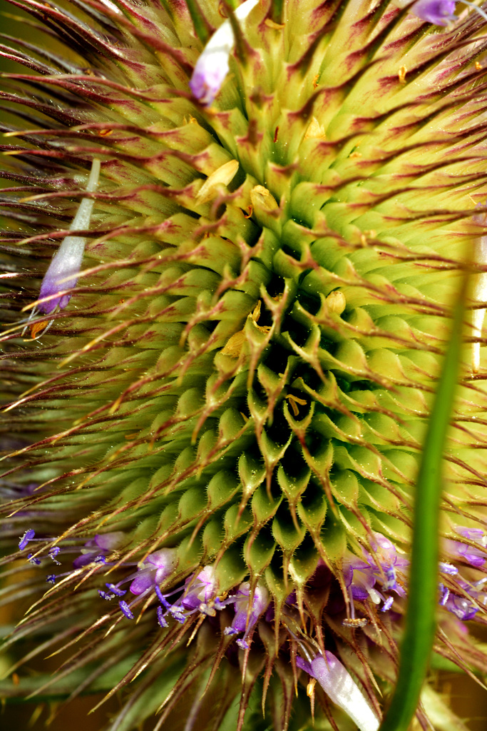 Teasel 4