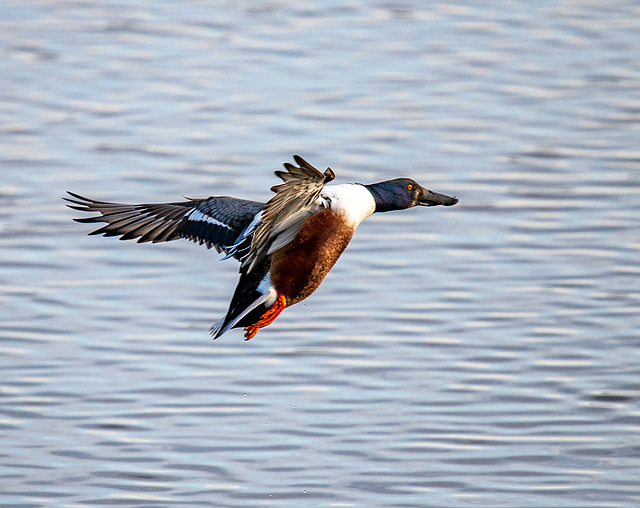 Shoveler duck