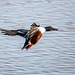 Shoveler duck