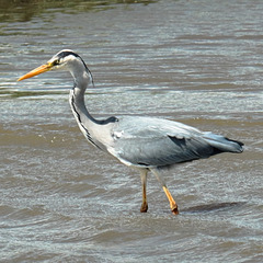 EOS 90D Peter Harriman 14 11 07 24808 heron2 dppJPG