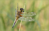 Four-spotted chaser ~ Viervlek Libel (Libellula quadrimaculata)... (+ 2x PiP)