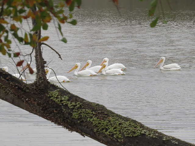 White pelicans (Pelecanus erythrorhynchos)