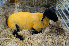 Suffolk sheep, HFF