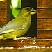 20230522 0204CPw [D~LIP] grünfink (Carduelis chloris), Bad Salzuflen