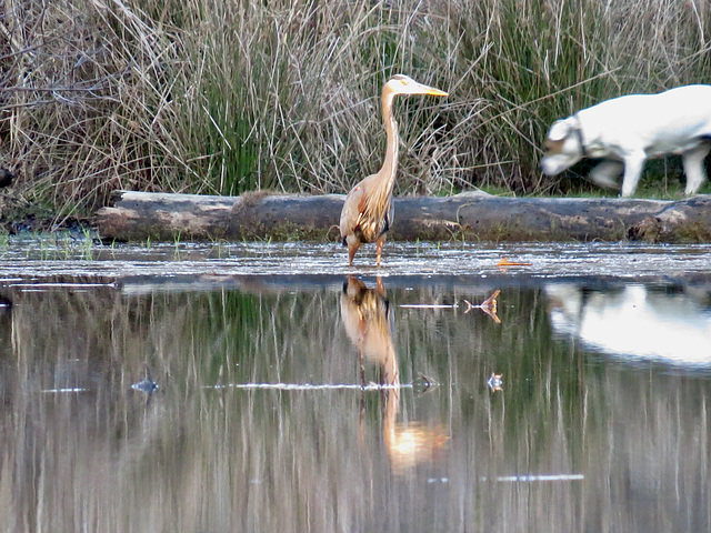 Great blue heron and dog