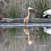 Great blue heron and dog