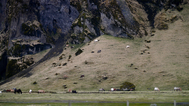 Icelandic Horse Habitat