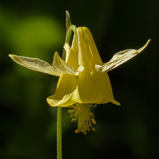 Yellow Columbine / Aquilegia flavescens