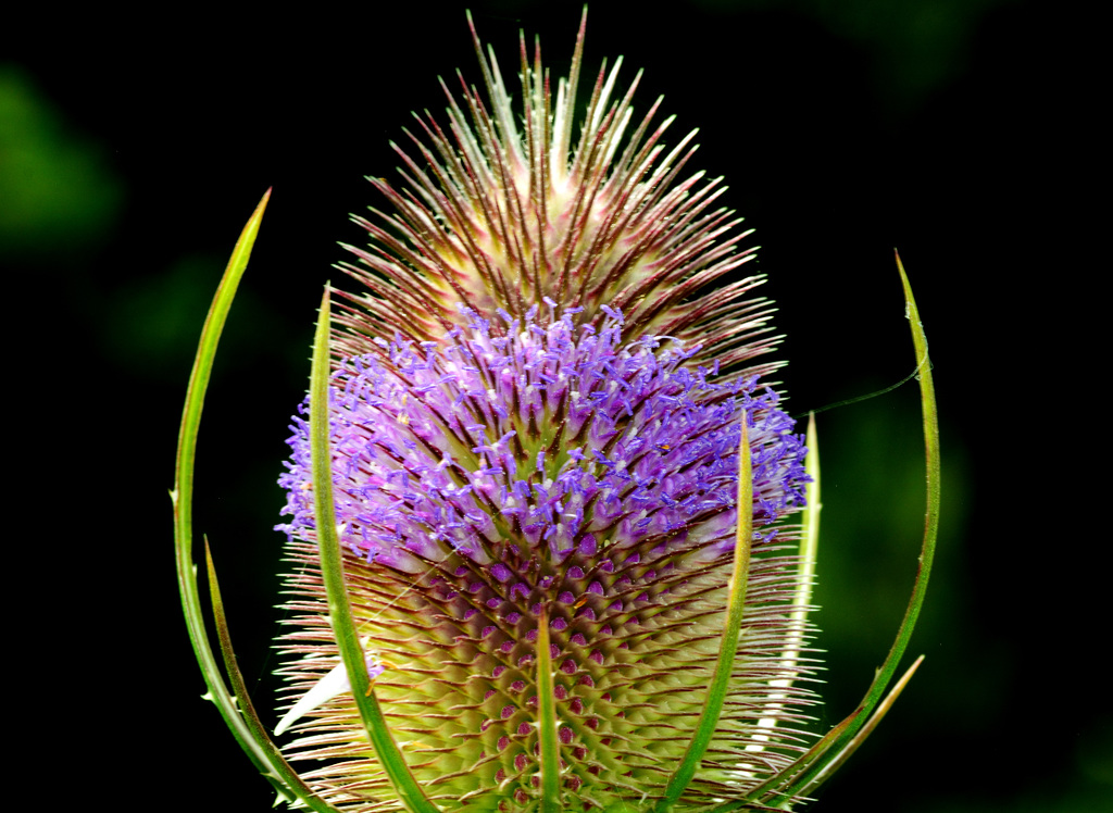 Teasel 3