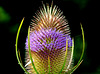 Teasel 3