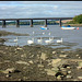swans at Black Bridge